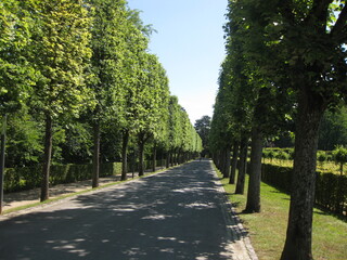 Baumbestandene Allee