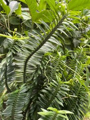 green leaves background