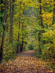 Waldweg im Herbst