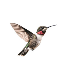 Fototapeta premium Hummingbird in Flight isolated transparent background