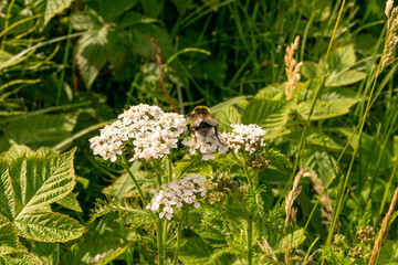 bee on a flower