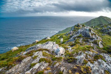 Landschaft mit Schafen auf Sheep`s Head in Irland
