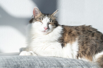Fluffy domestic cat enjoing bright sunlight by the white wall