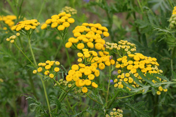 Tansy ordinary (Tanacetum vulgare) blooms in the wild