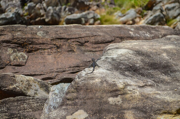 Little lizard on the rocks near a big river in Minas Gerais, Brazil