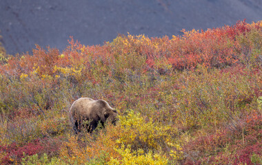 Grizzly Bear in Denali National Park Alaska in Autumn