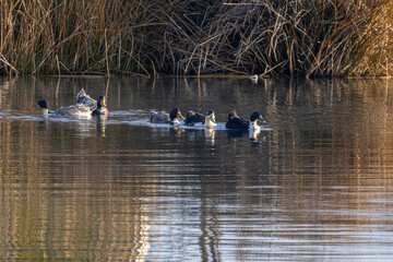 Rota do Sol e Lago Titicaca