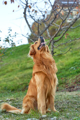 Colorful Portrait of a Golden Retriever Dog in Profile – Happy and Friendly Pet