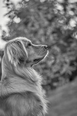 Golden Retriever in Black and White – Profile Shot with Copy Space