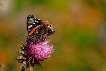 Close up of a butterfly foraging a purple flower near Stepanstminda in Kazbegi, Georgia