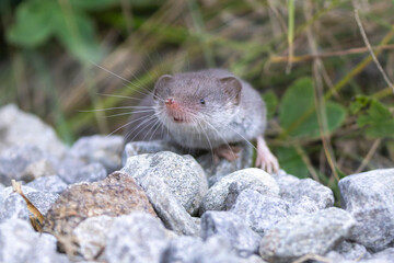 Eine Hausspitzmaus schaut aufmerksam in der Frontale