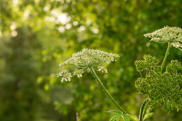 white flowers in the garden