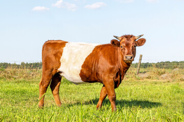 Lakenvelder cow, Dutch Belted cattle, horned red and white livestock walking