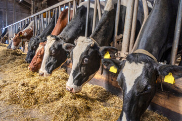 Cows in barn eating hay, heads in a row for feeding time, grazing straw together