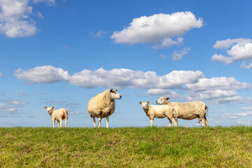 Sheep and lamb standing side view, on a dike in the Netherlands, blue clouds sky