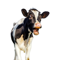 Funny screaming cow, showing gums, teeth and tongue, cut out
