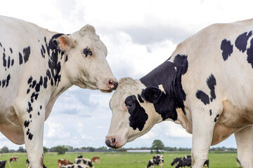Two cows cuddling together in a pasture under a blue sky