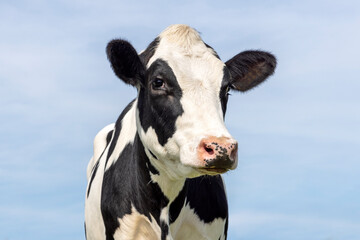 Cow black and white, authentic cute milker cattle, pink nose, looking for eyecontact, a blue sky