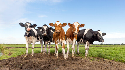 Group of cows together gathering in a field, joyful and a blue sky