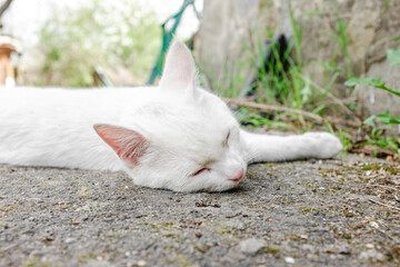 A white cat lying in the yard on a sunny day. A cat basking in the early spring sunshine