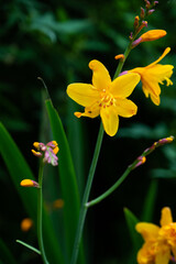 Crocosmia  Flowers

