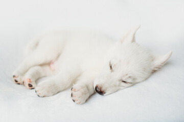 puppy sleeping on a white background