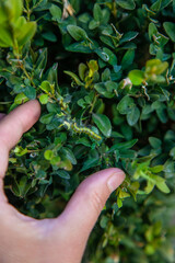 caterpillar on boxwood bush. Selective focus.