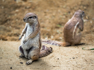 suricate