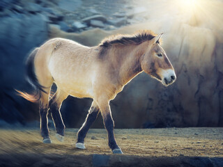 Przewalski's horse