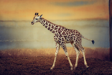 Young giraffe