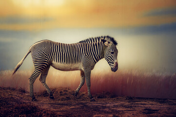 Zebra