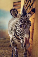 Zebra