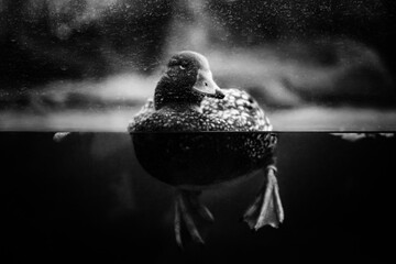 Duck half underwater