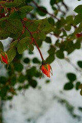 Bourgeon d'hiver