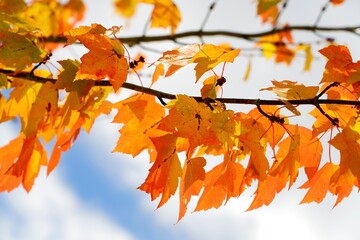 Automne vu du ciel