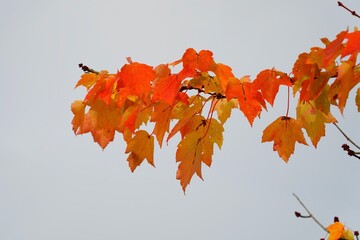 Splendeur de l'automne 