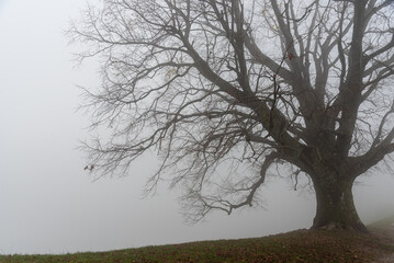 Large bare tree emerging from fog in autumn