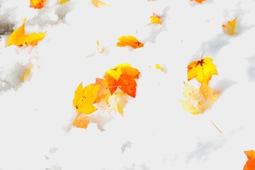 Croisement Automne Hiver