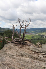 kahle Baumgruppe