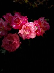 Obraz premium Tar and Roses