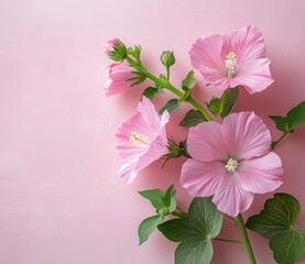 Obraz premium fresh spring pink flowers against pink background. Minimal floral concept