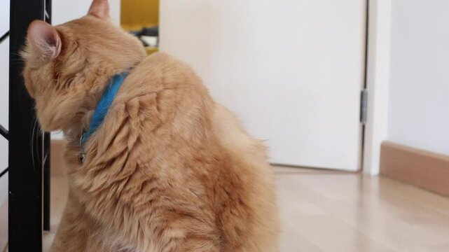 The Siberian cat ginger cat relaxing in the house.