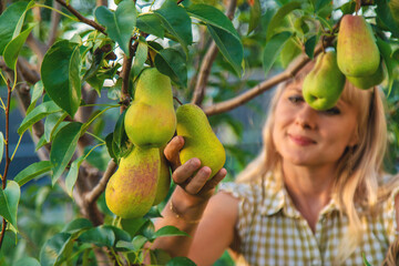 Pear harvest in the garden. Selective focus.