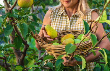 Pear harvest in the garden. Selective focus.