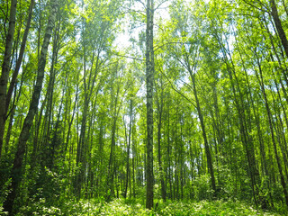 Obraz premium birch grove with green foliage in early spring