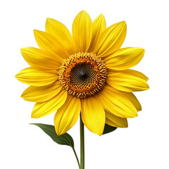 Fototapeta premium sunflower isolated on white background