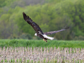 bald eagle in flight