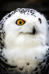 Close-up photo of a majestic owl perched on a branch with piercing yellow eyes and a fluffy chest..