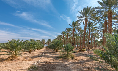 Date palms is ancient plant and famous food crop in Middle East and North Africa, today this farming is important element of advanced and sustainable agriculture, No AI tools were used