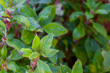 Hojas verdes